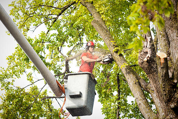 Dead Tree Removal in Titusville, FL